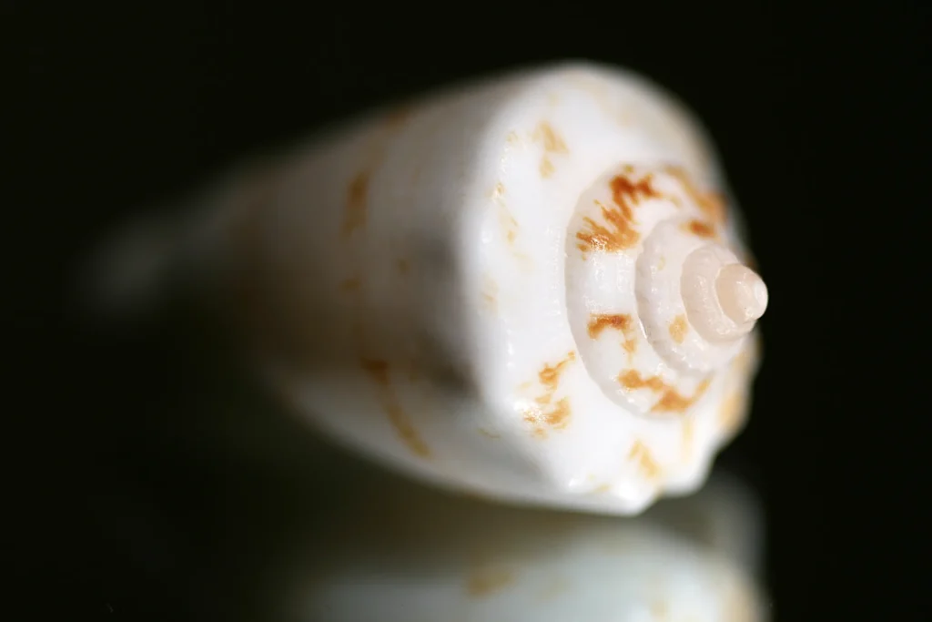 macro shot of a spiral seashell on black 2026 03 24 07 26 06 utc result